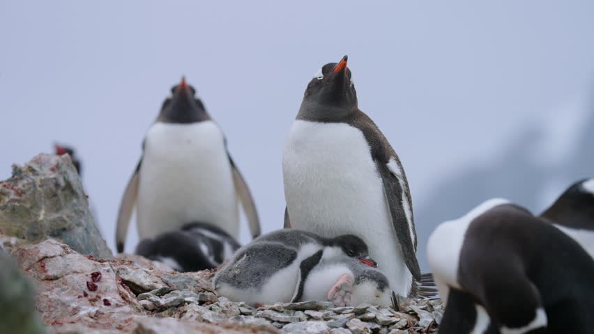 Gentoo Penguins Protecting Their Chicks From Extreme Cold In Danco Island, Antarctica. - static shot