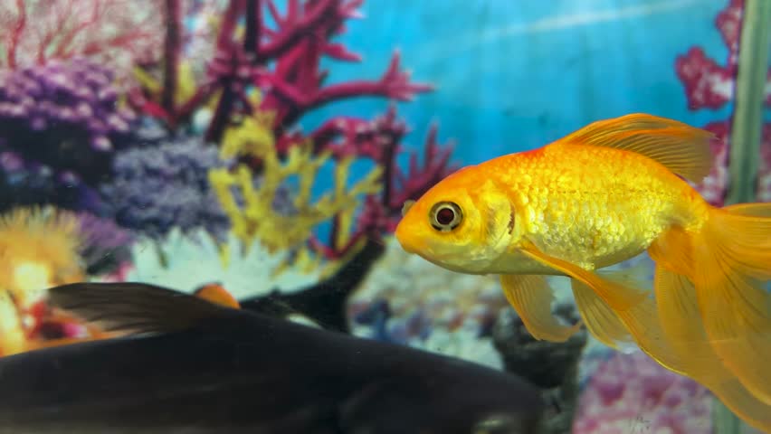 vibrant orange goldfish swimming in decorative home aquarium tank