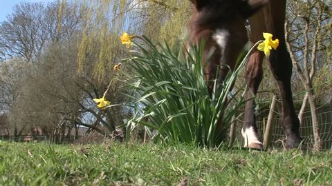 A Horse and a Daffodil in the spring time 
