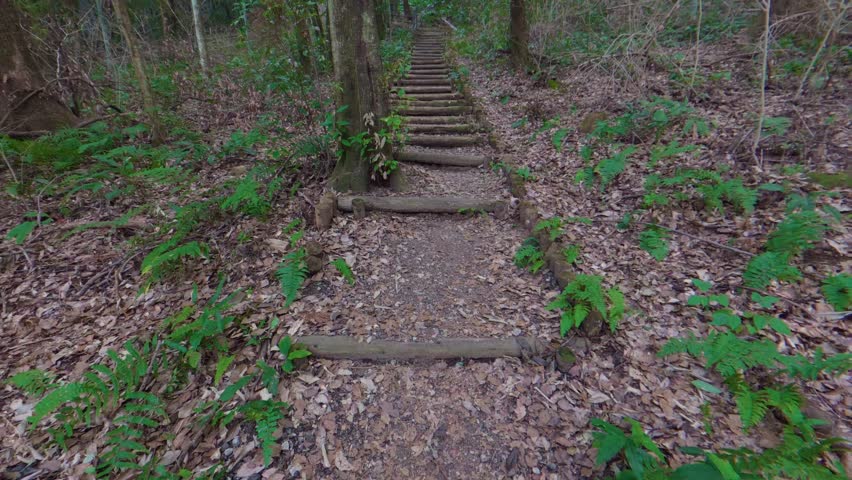 Tilt-up Shot of Wooden Stairs Surrounded by Trees on a Forest Path