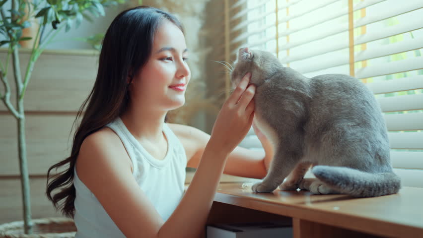Happy Asian woman stroking and scratching chin of cute Scottish Fold cat at home, young lady bonding with her pet in cozy living room, concept of pet lover, stress relief, animal companionship, and domestic wellness lifestyle, cheerful owner.