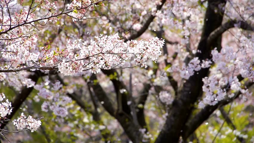 Cherry blossom in spring background Beautiful nature of branch of blooming sakura japanese travel