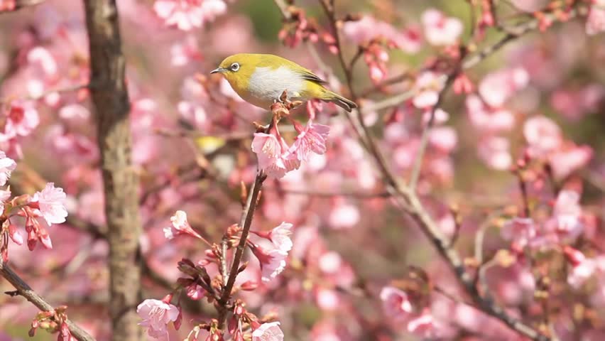 cute little bird on pink flower sakura cherry tree blossom in spring season nature flora petal beautiful japanese season