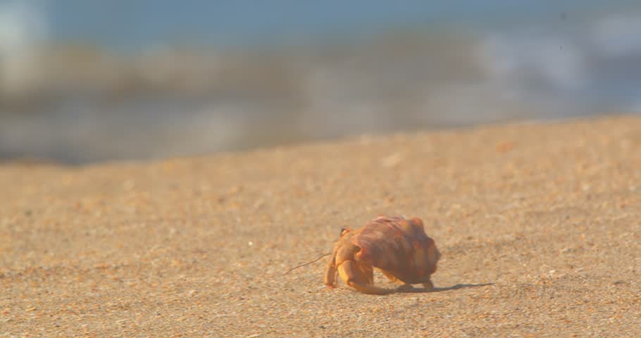 Hermit crab walking toward the sea with breaking waves Piura Peru