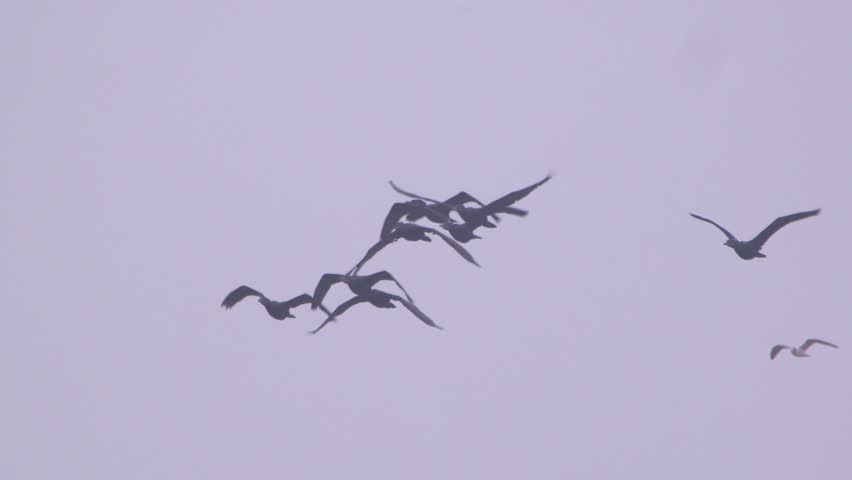 Group of cormorants flying in formation over wetland, Pantanos de Villa, Peru