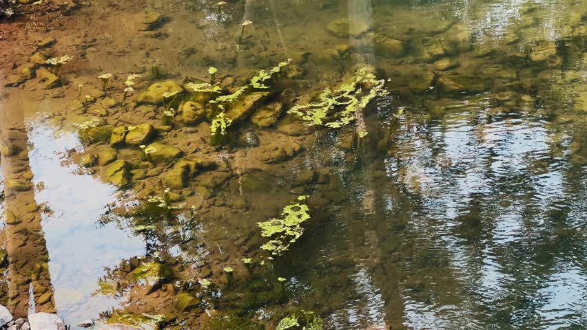 Static shot of shallow river water revealing submerged stones, floating green algae streaks, soft surface ripples, earthy riverbed tones, and reflected tree silhouettes