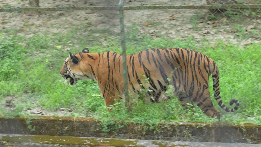 Tigers are roaming around the zoo.
