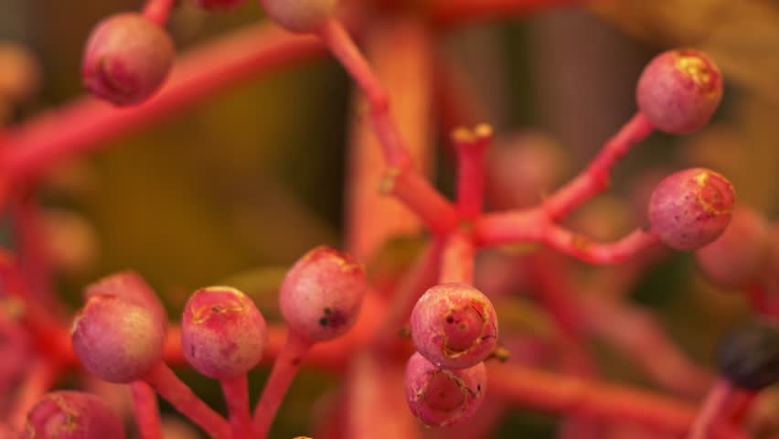 Berries Of Daintree Medinilla - Climbing Plant In Queensland, Australia. closeup shot