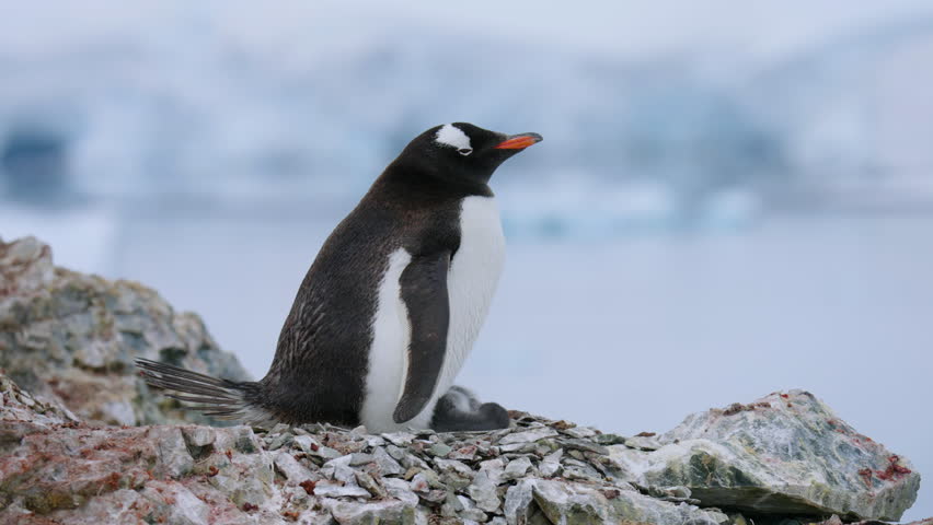 Gentoo Penguin With Chick On Its Brood Pouch In Danco Island, Antarctica. - static shot