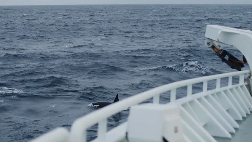 Orca swims beside boat in open ocean. Waves crash against hull creating motion. View captures marine life interaction in natural environment with clear water.