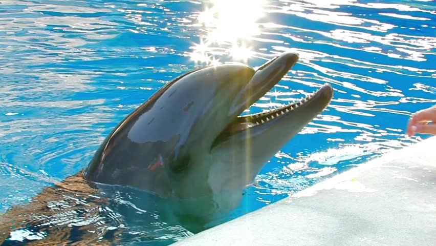 Dolphin leaps from bright blue water, water splashes around. Human foot rests on edge of pool nearby as sunlight reflects off rippling surface creating sparkles.