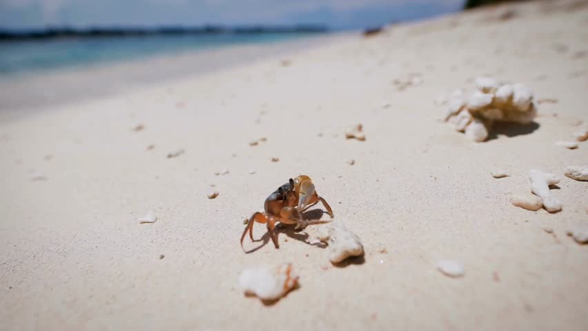 Small crab moves quickly over sandy shore while bright blue ocean and occasional seashells create a vivid coastal environment. Sunlight showcases clear water and sandy textures beautifully.
