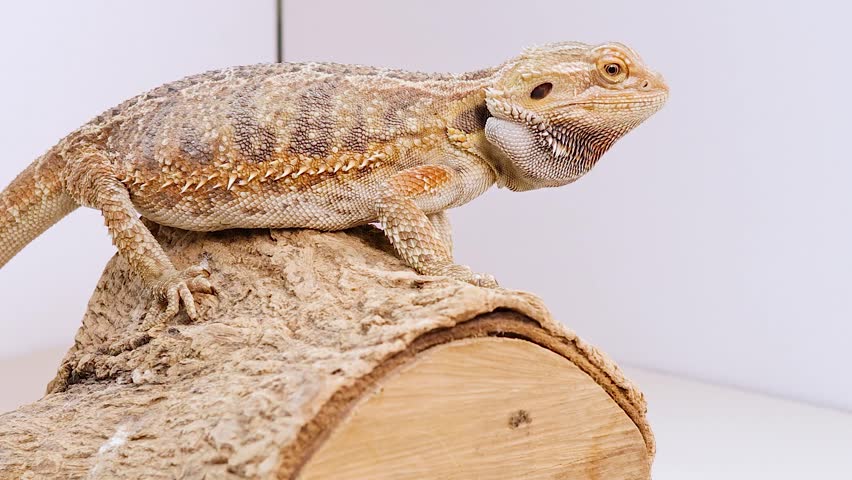 A close-up view of a bearded dragon resting on a textured log against white background.