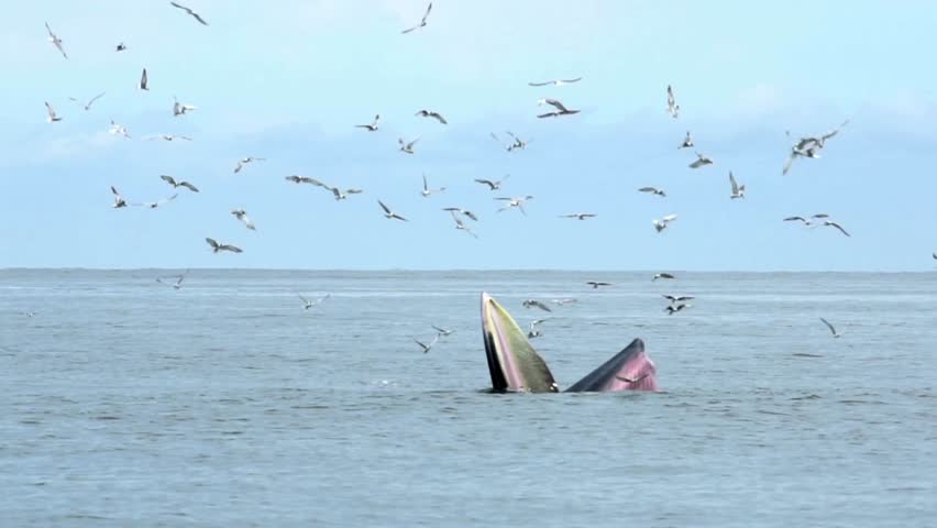 Humpback whales breach the surface of the ocean, feeding amidst a flurry of birds. A stunning natural display unfolds in the clear blue water under the sky.