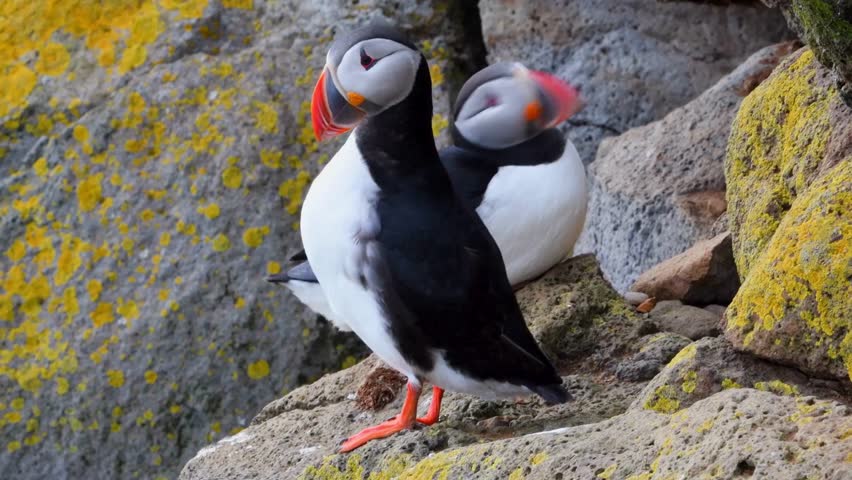 Two puffins stand on rocky cliffs, displaying their vibrant colors and distinctive features. The natural coastal environment highlights their behavior in a dynamic wildlife setting.