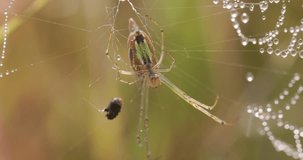 Winter morning Spider : Decorative Vleispider hangs in a dew-jeweled web swaying in wind; sparkling macro footage. - Powered by Shutterstock - Get 15% off with code: PIKWIZARD15