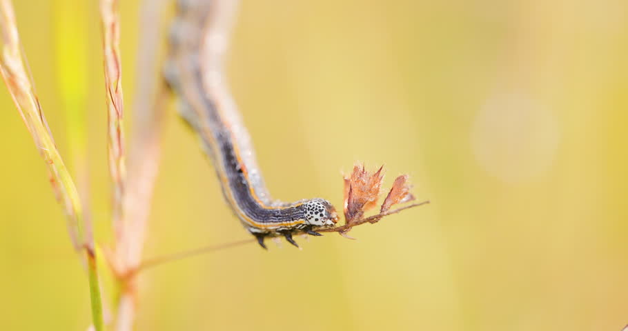 Moth caterpillar motionless on dried grass at sunrise, basking in the winter sunrise first morning light