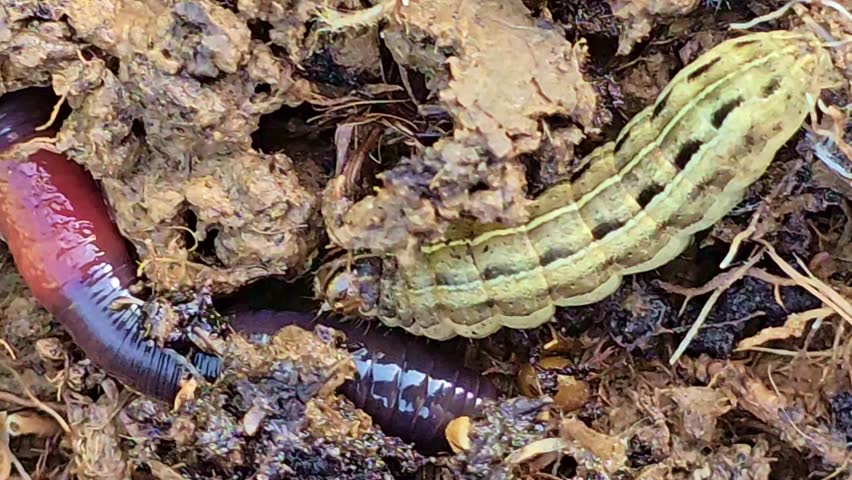 Top view macro of caterpillar moving near earthworm in soil