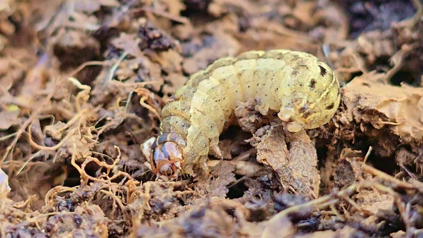 Macro close-up of caterpillar moving in soil and organic debris.