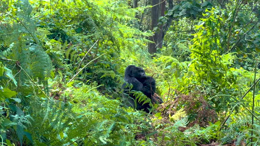 Wild mountain gorilla partially hidden by ferns and rainforest plants in Bwindi Impenetrable National Park, Uganda, captured during a gorilla trekking experience in natural habitat.