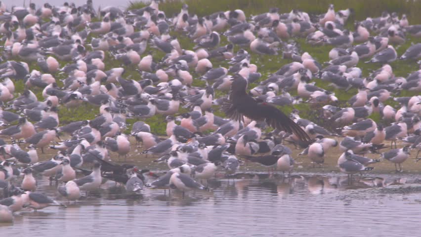 Black skimmer banking in flight then skimming over wetland with bathing gulls, Pantanos de Villa, Peru