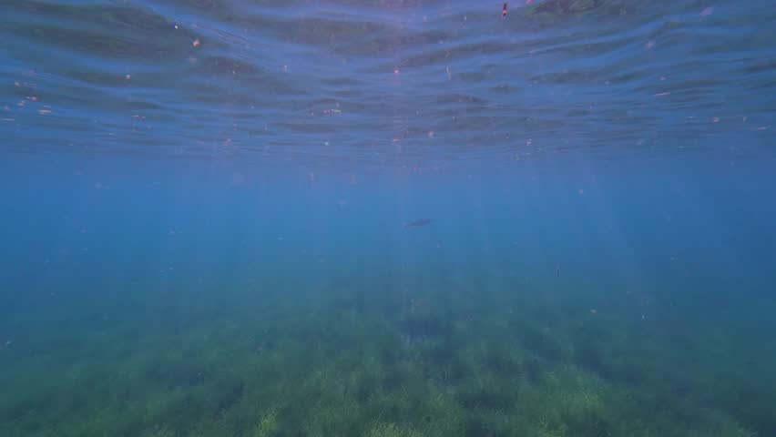Needlefish swims through sunlit tropical waters above a Fiji seagrass meadow
