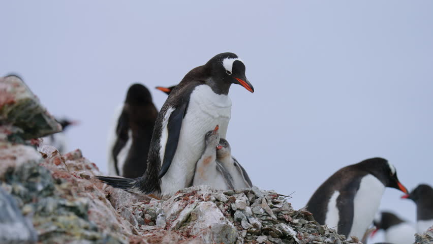 Gentoo Penguin Feeds Its Chick By Regurgitating On Danco Island In Antarctica. - aerial shot