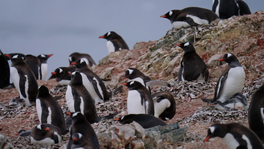 Danco Island With Colony Of Gentoo Penguins In Antarctica. - tracking shot