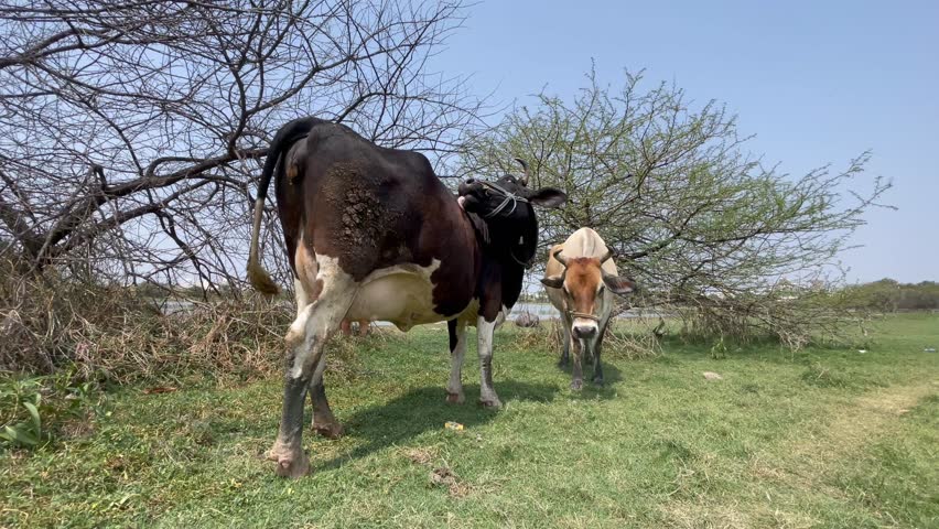 Cows Grazing in a Rural Field Under a Clear Sky