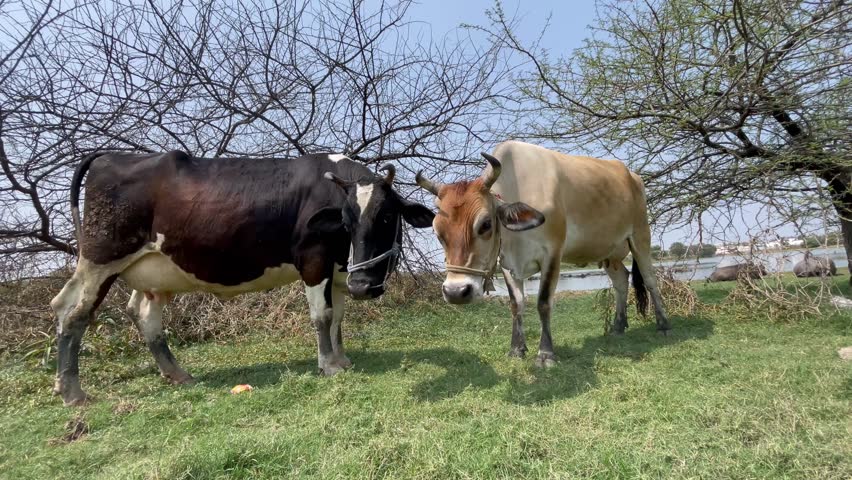 Cows Grazing in a Rural Field Under a Clear Sky