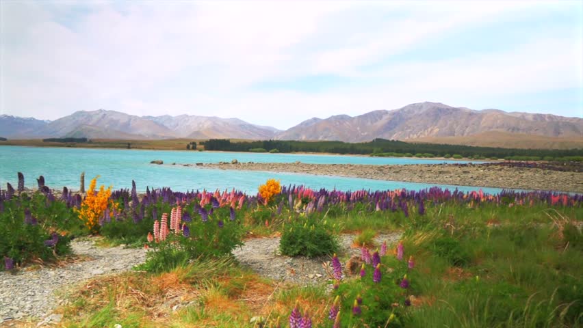 Lupin flowers spring bloom Lake Tekapo morning New Zealand Aotearoa November December South Island Mount Cook Southern Alps snow covered peaks sunny blue sky Mackenzie Basin nature landscape pan left