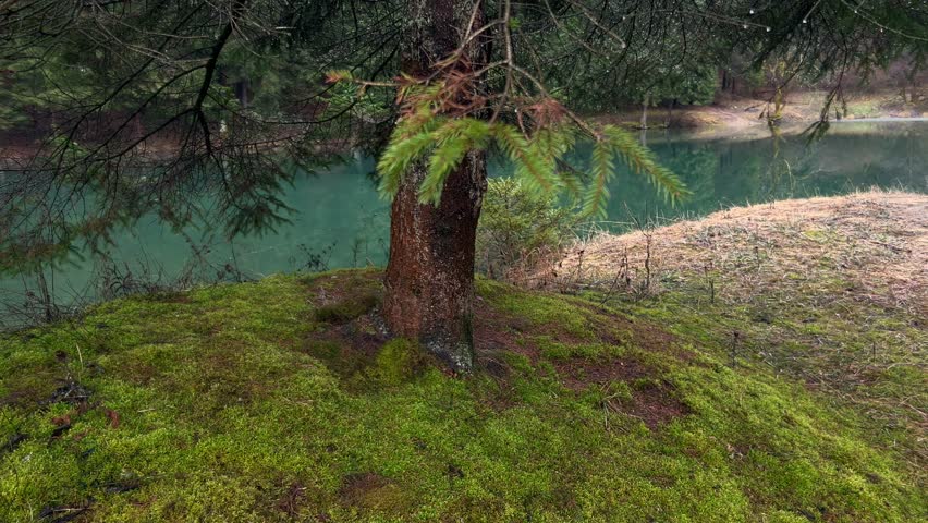 POV Walking Through Spring Forest with Fresh Green Moss and Raindrops on Branches