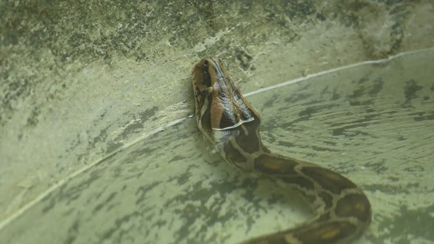 The Python Snake in the zoo.
