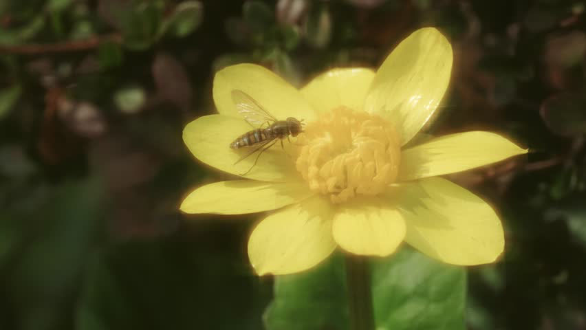 Closeup of  a horsefly on yellow Lesser celandine or Fig buttercup
