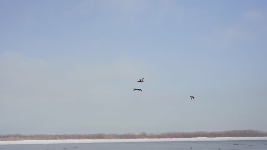 Several wild ducks gracefully flying in formation through the winter sky above a frozen river, representing concepts of freedom, migration, teamwork, and the raw beauty of wildlife in nature
