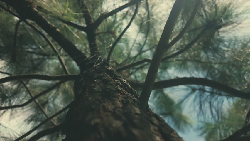 Sun Shining Through Pine Tree Branches with a Close-up of the Trunk