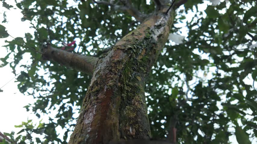 Close-up of a Wet Tree Trunk with Raindrops and Moss