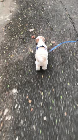 a small white and brown furred pet dog is walking actively on the asphalt road with a blue leash