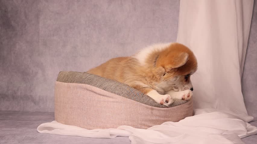 Cute Welsh Corgi puppy in a bed on a gray background