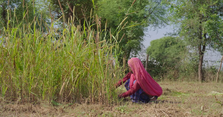 
Indian elderly mature villager woman sitting wear traditional red saree do farm filed work outdoor rural area. Worker elder female use hand sickle cutting green fodder grass day time outside village ground place