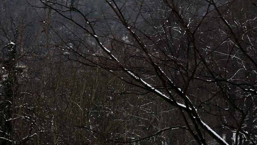 Snow falling softly on hills with a tree standing close to the camera / HD1080 /