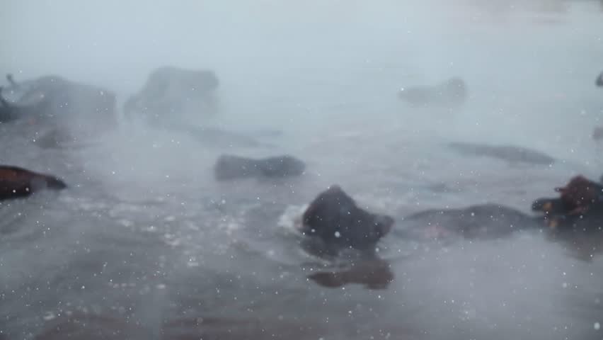 Wide view of buffalo resting in a steaming natural hot spring surrounded by snow. Mist rising over calm water creates a dramatic winter landscape and rural atmosphere.