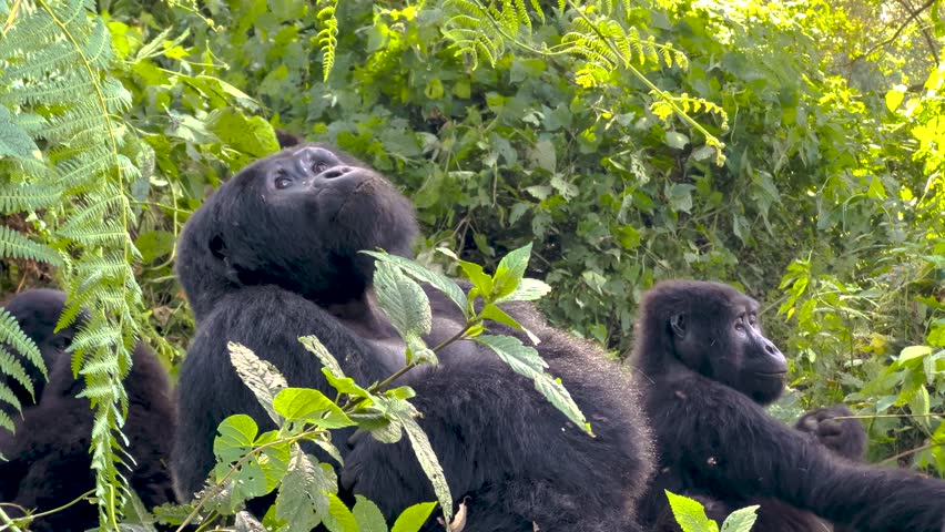 Group of mountain gorillas sitting close together in thick green vegetation inside Bwindi Impenetrable Forest, Uganda, showing calm social behavior and natural rainforest habitat.
