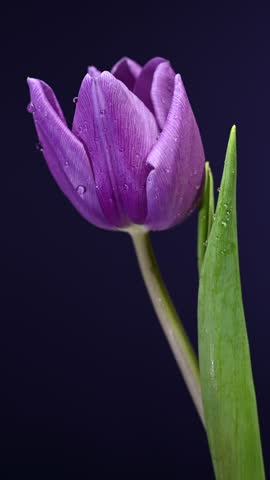 Close-up 4K video of a fresh pink
tulip bud with delicate water
droplets on petals and green leaves
against a dark purple background
