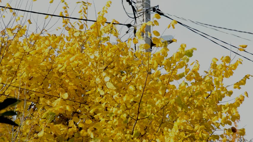 Elm tree under the street lamp in the autumn on a sunny day