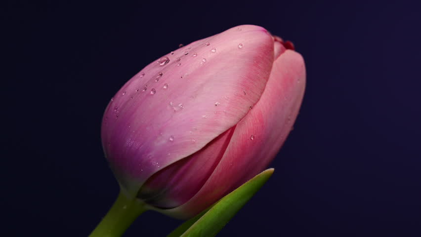 Close-up 4K video of a fresh pink
tulip bud with delicate water
droplets on petals and green leaves
against a dark purple background