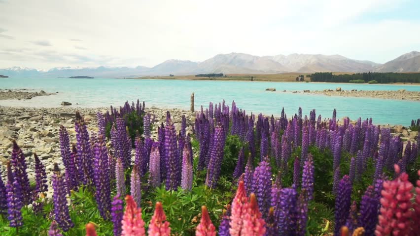 Lake Tekapo Springtime morning Lupin flowers November December New Zealand Aotearoa South Island Mount Cook Southern Alps snow covered peaks sunny blue sky Mackenzie Basin nature landscape forward