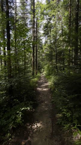 Hiking path winds among tall trees and thick undergrowth in remote woodland. View guides traveler forward along natural trail for outdoor adventure