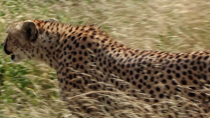 A close-up shot of a lone cheetah patrolling the vast plains of Serengeti National Park, in Africa. Cinematic wildlife scene showcasing predator behavior, open savannah landscape, and untamed nature