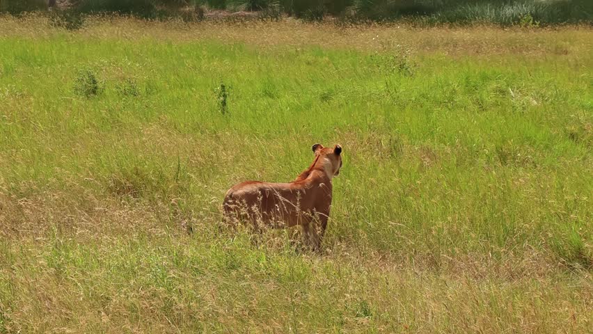 Lone lioness prowls in the thick brush of Serengeti National Park, Africa, on the search for her next hunt. Cinematic wildlife scene capturing predator instinct, tension, and raw savannah survival.